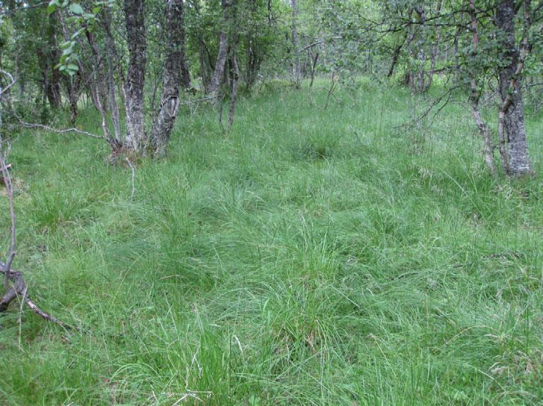dominerer høydene. Engbjørkeskogen fra Linebrekka og deler av Vågdalen har stedvis stor grasdominans, som tyder på at den er kultivert gjennom lang tids beiting.