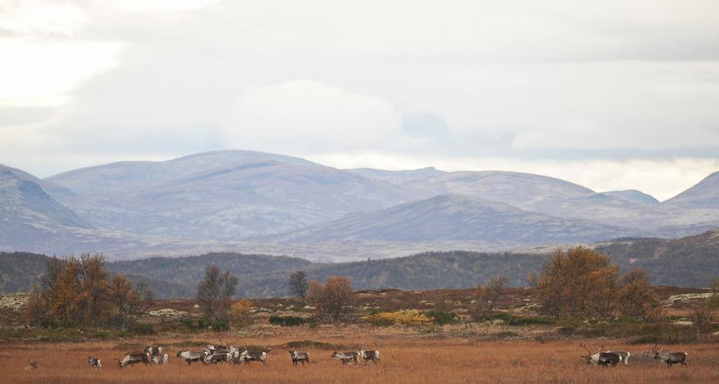 Fokusområder Fokusområder er områder med spesielle problemstillinger i forhold til villrein. I Forollhogna er det fem ulike områder som foreslås som framtidige fokusområder.