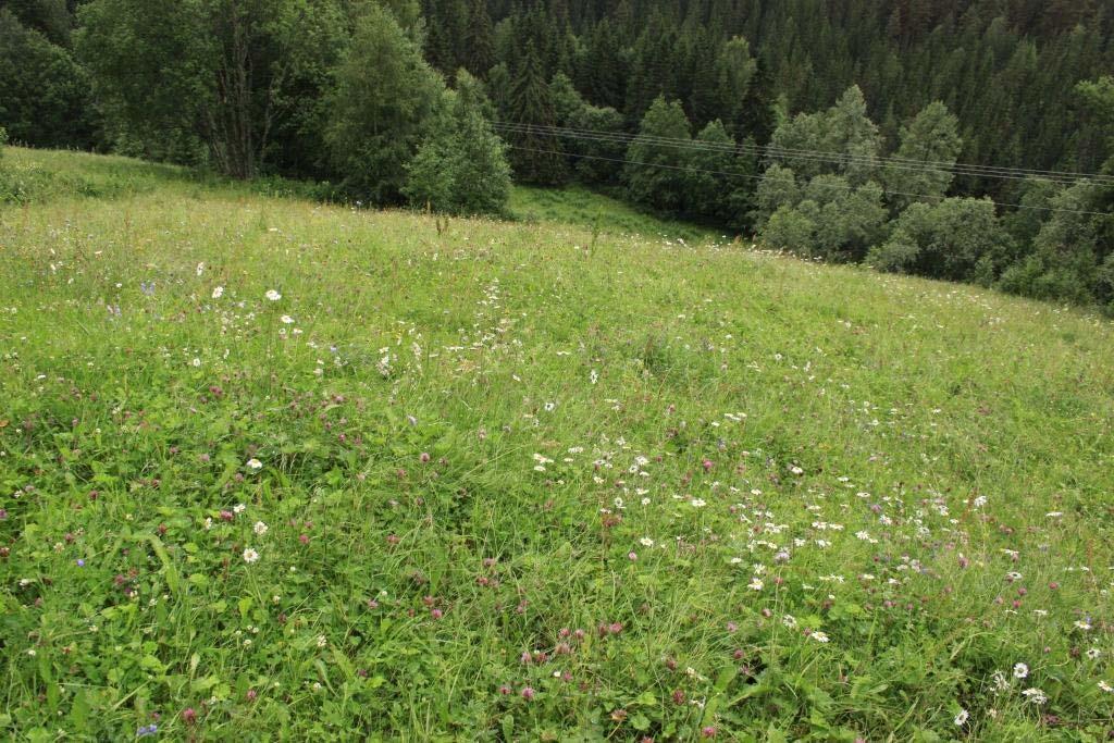 Artsrik slått- og beitemark finnes også på andre steder i denne delen av kommunen.