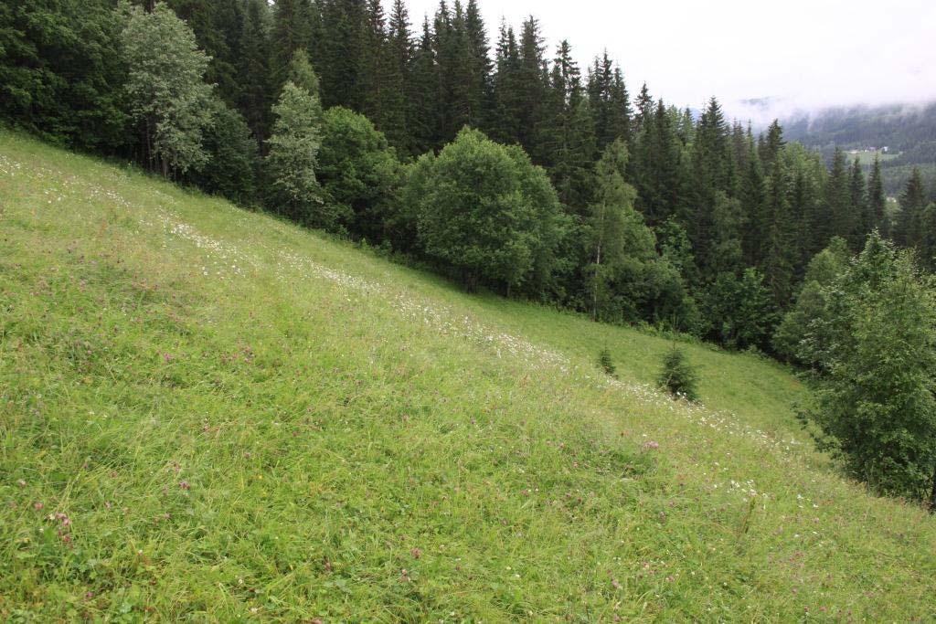 Fra naturtypelokaliteten Kluftøygarden i Etnedal