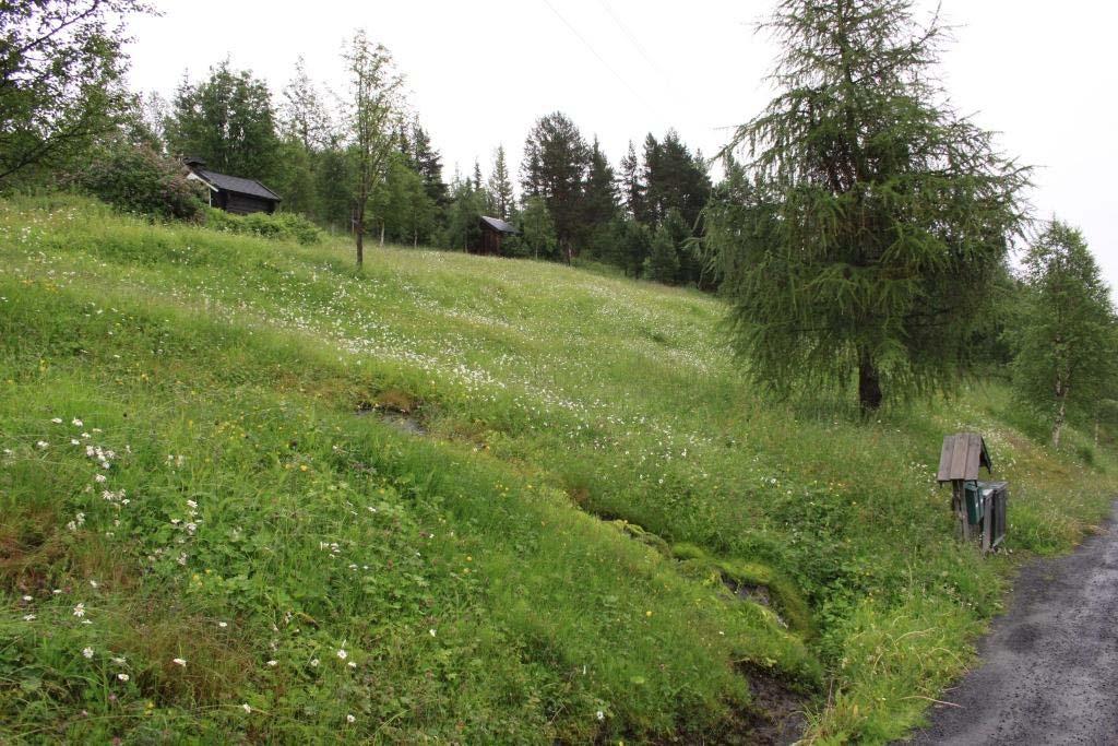 Fra naturtypelokaliteten Fjell midtre i Etnedal