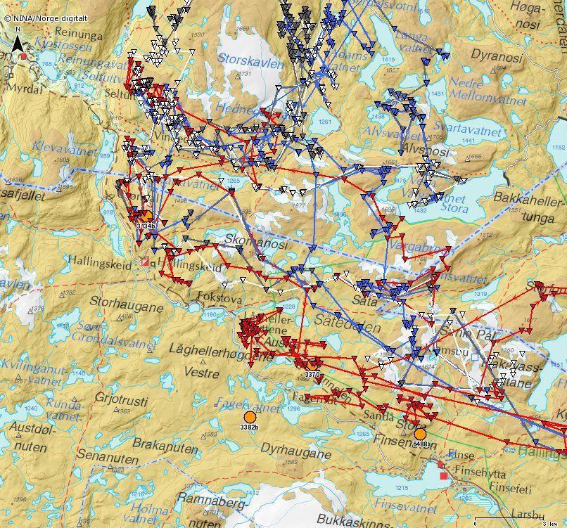 Radiomerkede dyr fra Nordfjella på Hardangervidda i perioden 20/8 30/9 2013.
