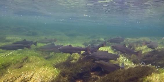 en størrelse som dominerte i Salangselva i 2016 sesongen. Fisken hadde antydninger til buede finnestråler - men lignet mer villaks enn oppdrettslaks i elva.