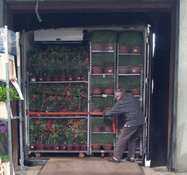 Innførsel av landlevende planter Ikke krav om tillatelse ved innførsel av landlevende planter.