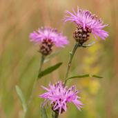 Foto: Bård Bredesen / Naturarkivet Foto: Kim Abel / Naturarkivet ENGKNOPPURT Centaurea jacea L. Kjennetegn: Flerårig urt i kurvplantefamilien.