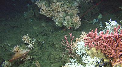 Alternativ overvåking - Ny kunnskap Nytt prosjekt 2017-2021 AKVAKYST Effekter på spesielle naturtyper korallskogbunn, korallrev, mergelbunn, ålegressenger Effekter på kystnære bentiske ressurser-