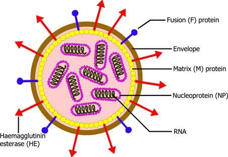Infeksiøs lakseanemi virus, ILAV ssrna virus - 8 RNA segmenter som koder for 10 proteiner Overflateproteinene HE og F: infeksjon!