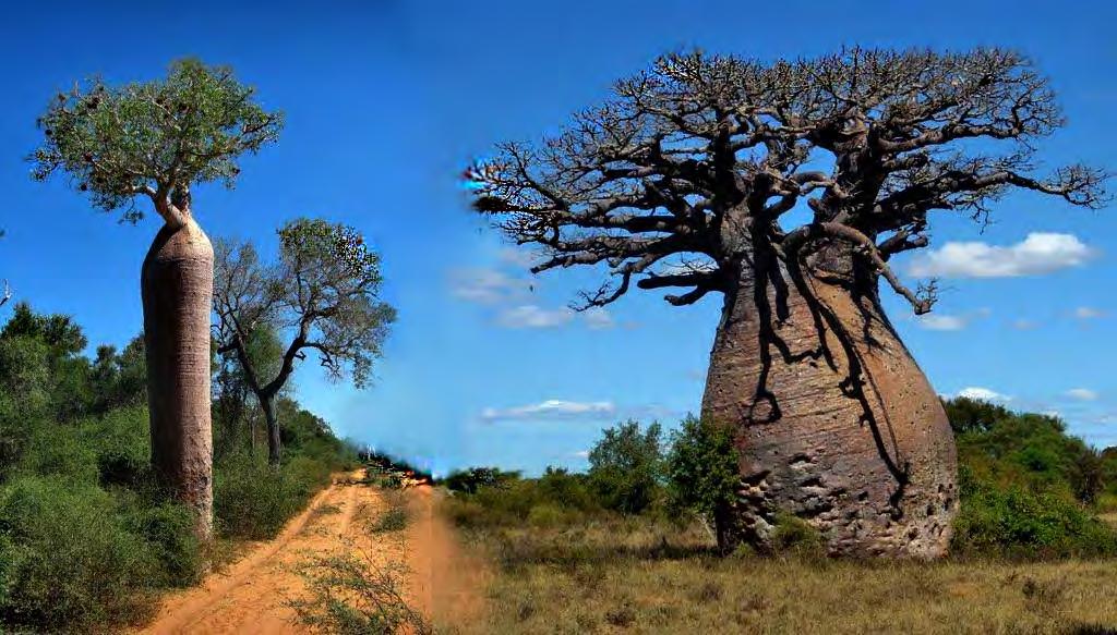 BAOBAB-TRE, ELLER DJEVLE-TRE finns kun på Madagaskar. 80% av alle planter og dyr er endemiske for øya, og det betyr at ein ikkje finn dei andre stader enn her. 23.