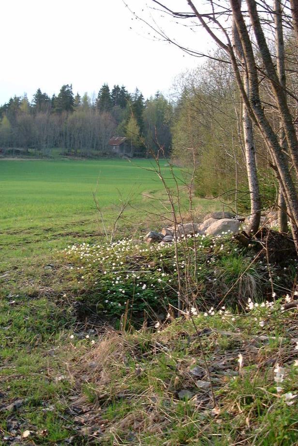 Skjøtsel av kantsoner mellom dyrket mark og skog Inntil 70 % av kostnadsoverslag og maksimalt kr. 15,- pr. løpemeter kantsone.