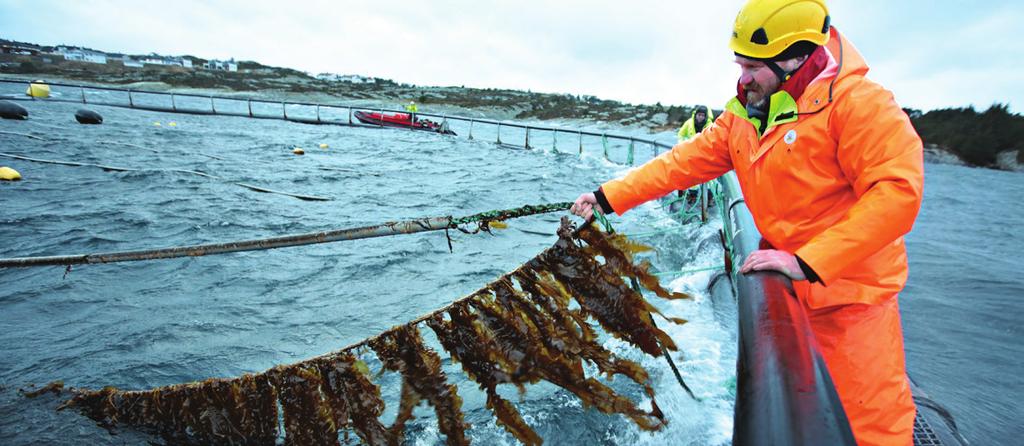 VIKTIGE PROSJEKT I FORBINDELSE MED BÆREKRAFT. OCEAN FOREST Bærekraftig havbruk er et høyt prioritert område i Lerøy Seafood Group.