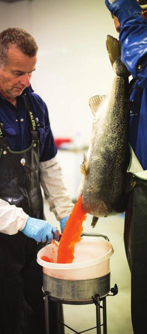ROGNPRODUKSJON Lerøy Seafood Group har kapasitet til å produsere 130 millioner befruktede rognkorn pr. år. Det meste av produksjonen er GLOBALG.A.P.-sertifisert, og det stilles strenge krav til fiskehelse og miljø ved produksjon av rogn.
