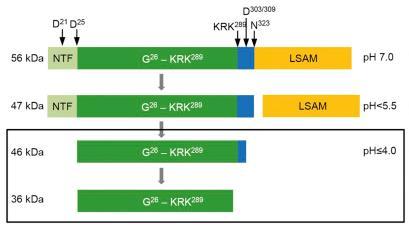 legumain sitt ph optimum fra 5,5 til 6 [13]. Prolegumain Mellomform Moden legumain Ukjent protease Figur 1.2.: Prosessering og aktivering av legumain.