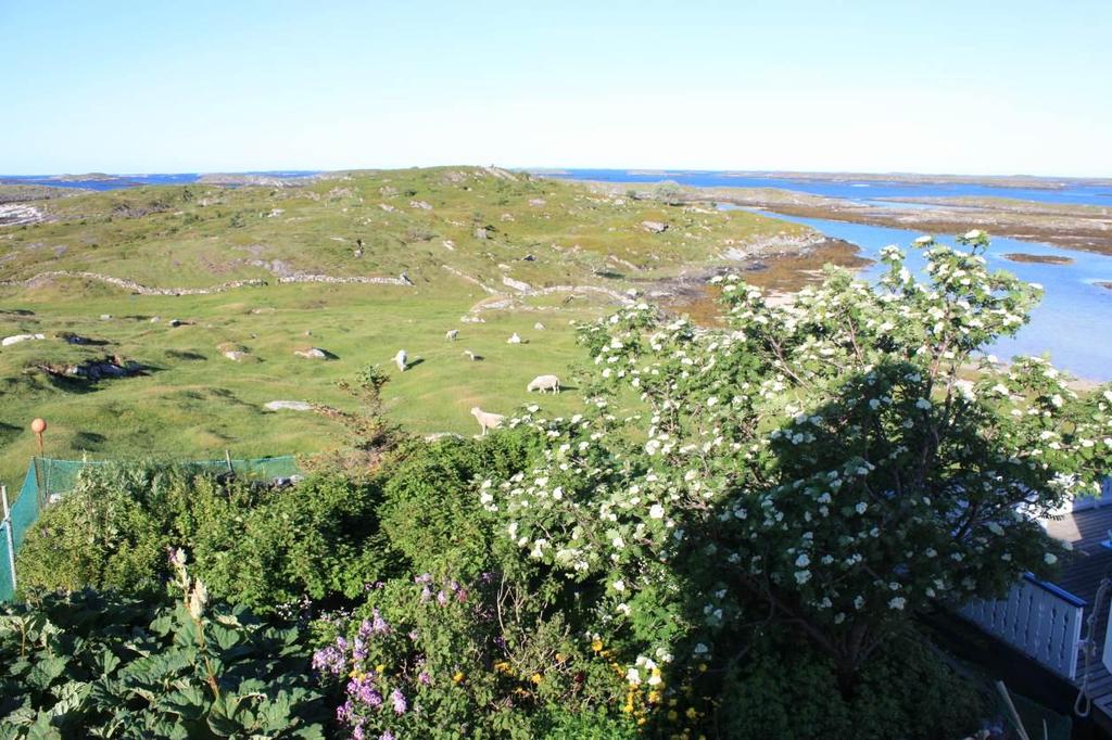 Bilde 5. Dyrøya midt.