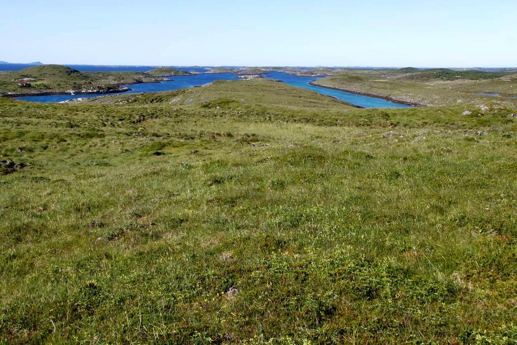 Bilde 17. Grytøya nord.