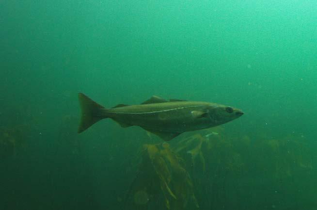 4. DISKUSJON Undersøkelsene gjennomført i Nord-Trøndelag i 212 viste at torskefisk som sei og lyr var de tallmessig dominerende artene i tareskogene i dette området.