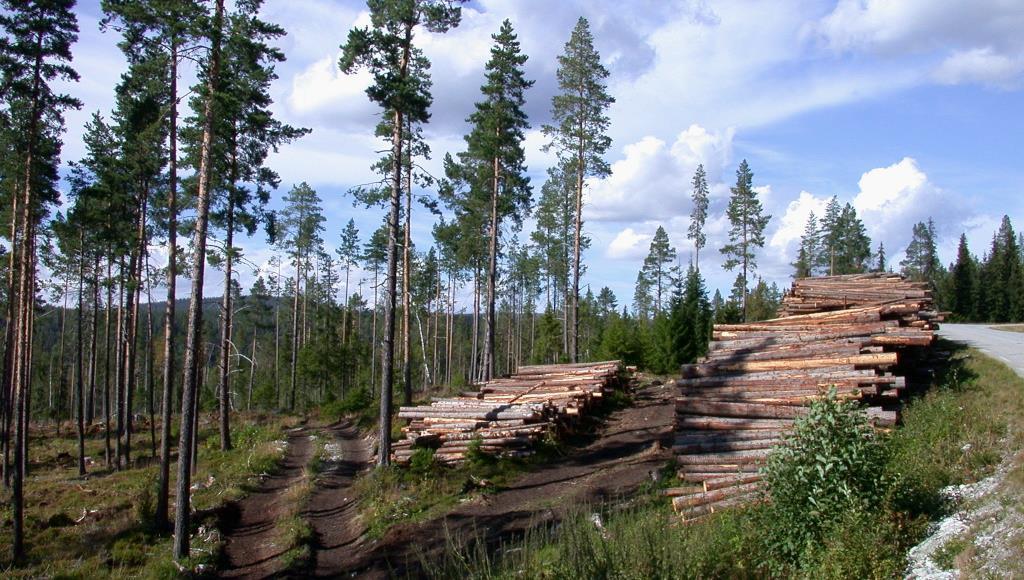 2. Innledning Skogbrukets verdikjede består av mange aktører. Effektiviteten på tømmerets «flyt» gjennom systemet avhenger av god planlegging og koordinering.