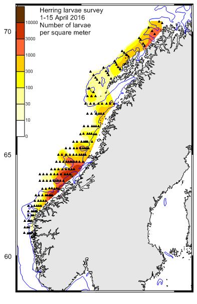 Sildelarvetokt i april 7 N Herring larvae survey Herring larvae survey Herring larvae survey Herring larvae survey 1 April-23 April 1998 5 April-18 April 21 19 April-26 April 1988 1 April-11 April 24