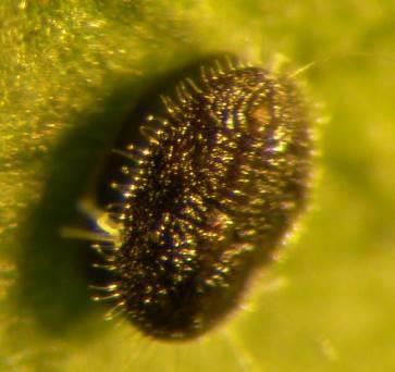 Når eggene klekkes, går larven inn i mellusnymfen og utvikles her til voksen snylteveps. Gule nymfer etter 2 uker. Det er oppgitt veiledende doser.