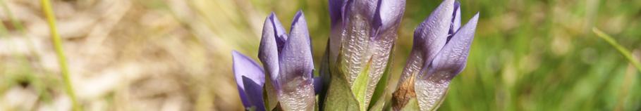 Dessuten er arten toårig, noe som gjør at antallet blomstrende individer innenfor et så lite område vil variere sterkt fra år