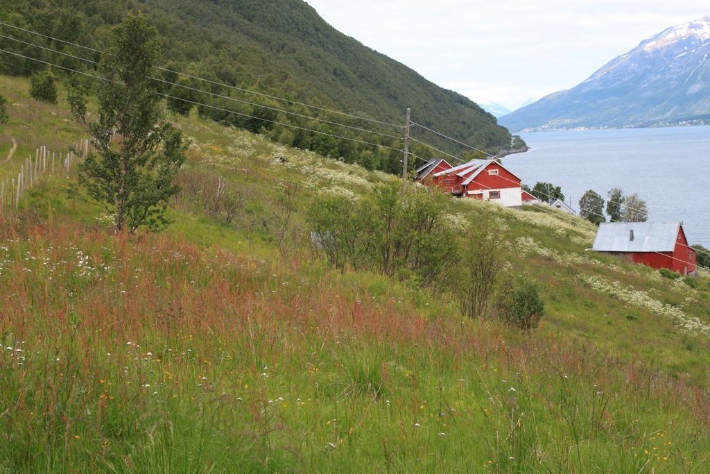 Frisk fattigeng i Skárfvággi/Skardalen, Gáivuona suohkan/kåfjord kommune.