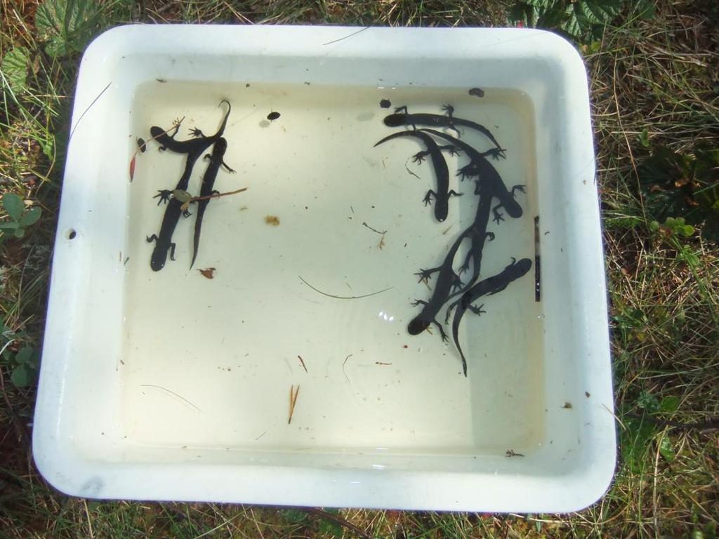 juli 2013 (Tabell 3). Storsalamander ble fanget i seks og småsalamander i to av de sju dammene. Som tidligere år, var fangsten av storsalamander god i Storåstjønna (Fig.