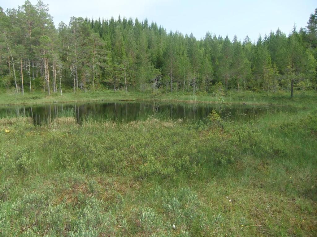Stidam øst Den 0,5 daa. store dammen som ligger 235 moh., har god vannkvalitet (Tabell 2) og ligger i motsetning til Stidam vest i et starrbevokst myrparti med rikere vegetasjon (Fig. 3).
