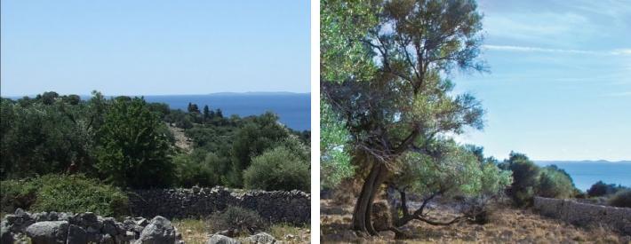 000 oliventrær, hvor noen av de eldste er over 1600 år gamle. De høye oliventrærne er på mellom 5-8 meter høye og ser majestetiske og friske ut.