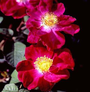 HISTORISKE ROSER, engangsblomstrende ( Hurdalsrose, Apotekerrose ) Blomstrer på fjorårsskudd Kan beskjæres som