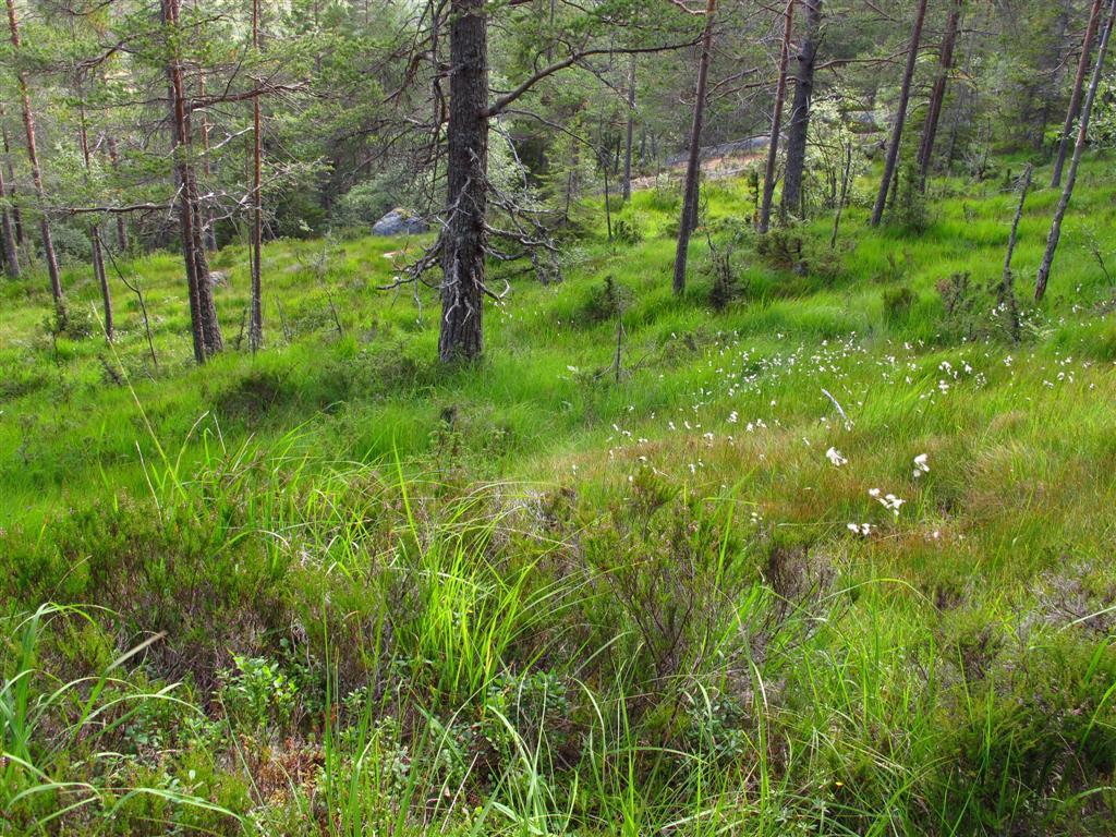 Verneplan for skog.