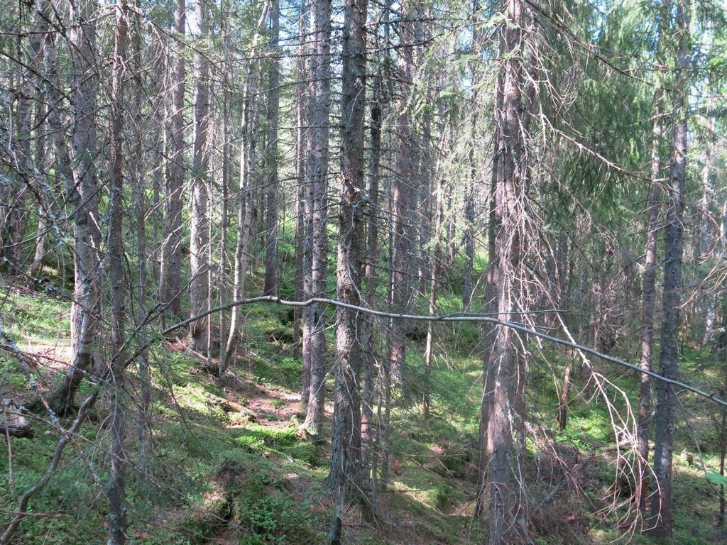 maksimere arealet med eldre skog innenfor reservatet, men arealet har isolert sett begrensa verdier da det ikke er registrert kjerneområder eller rødlistearter her.