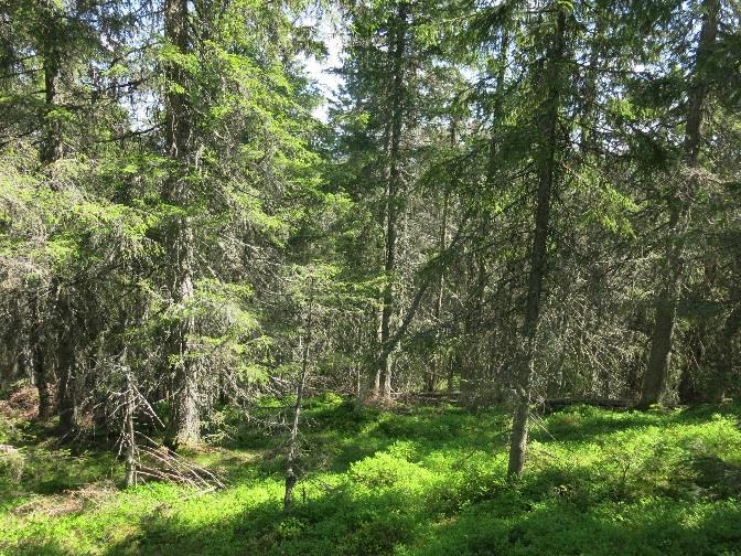 Skogen i nedre/midtre deler av den nordøstvendte lisiden fra kolle 612 moh. øst for Bjønnåtedalen og ned til bekkedalen som går nordvest/sørøst, er halvgammel kulturskog.