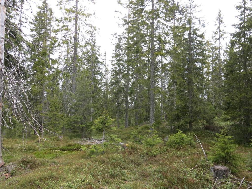Figur 5.Et mindre området på Sølvtjernshøgda ble gjennomhogd på slutten av 90-tallet, men bærer fortsatt preg av å være eldre flersjikta skog.