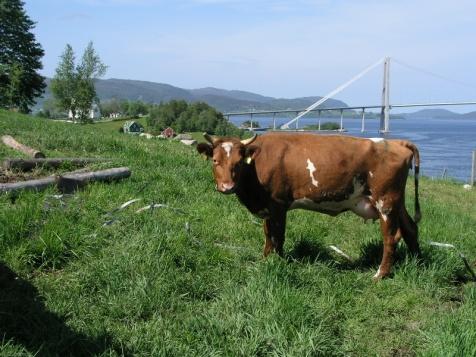 Fordeler med å produsere biogass Biogass er en