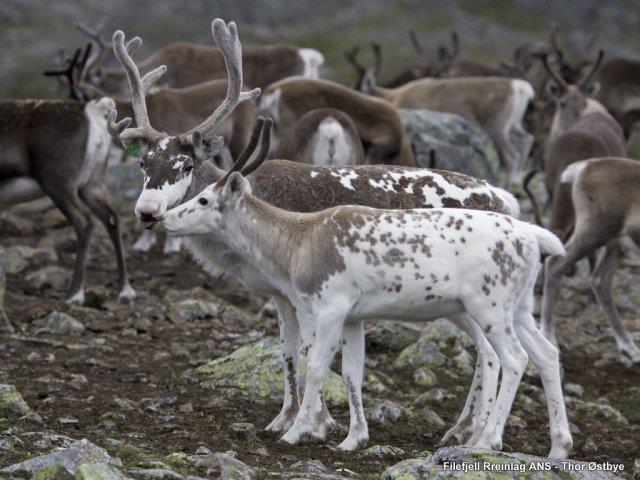 Reindriftsforvaltningen Boazodoallohálddahus Båatsoe-burriej reereme