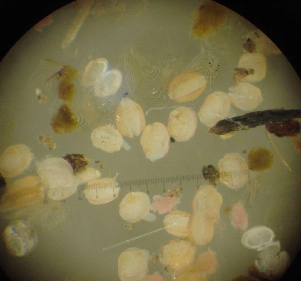 Elvemuslingane veks på Austevoll Mussels from Oselvslaks 2,0 Shell length (mm)