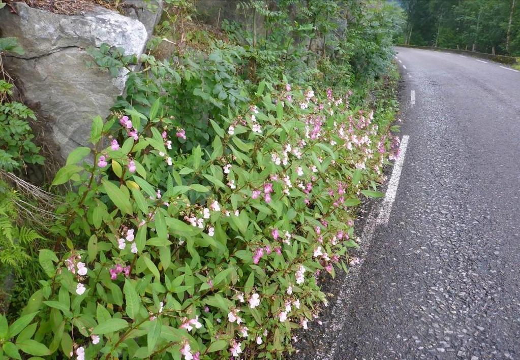 KJEMPESPRINGFRØ (Impatiens glandulifera) Risikovurdering 2012: Svært høy risiko (SE) Kjempespringfrø (figur 3) er en ettårig urt som kan bli mellom 70 og 150 cm høy (Lid & Lid 2005).