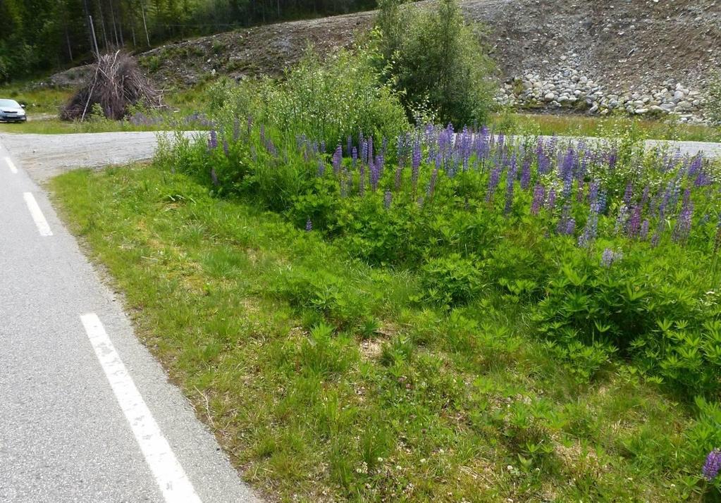 HAGELUPIN (Lupinus polyphyllus) Risikovurdering 2012: Svært høy risiko (SE) Hagelupin (figur 7) er en flerårig urt som kan bli mellom 50 og 120 cm høy (Lid & Lid 2005).