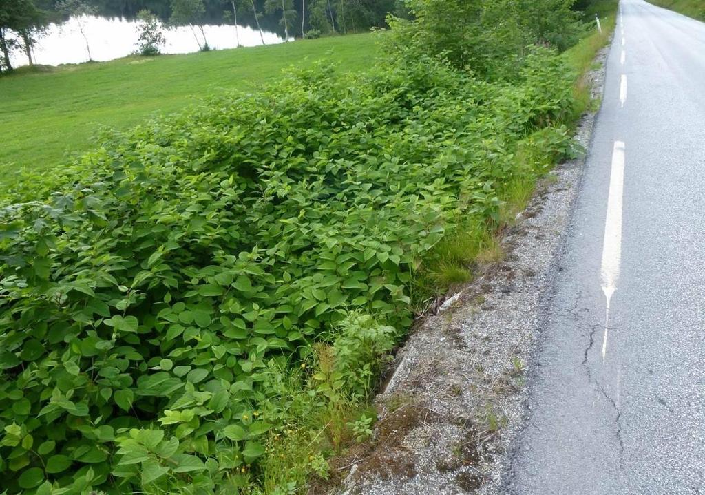 PARKSLIREKNE (Reynoutria japonica) Risikovurdering 2012: Svært høy risiko (SE) Parkslirekne (figur 9) er en flerårig urt som kan bli mellom 1 til 2 m høy (Lid & Lid 2005).