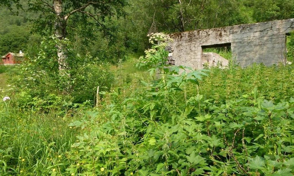 RESULTATER OG DISKUSJON KJEMPEBJØRNEKJEKS (Heracleum mantegazzianum) Risikovurdering 2012: Svært høy risiko (SE) Kjempebjørnekjeks (figur 1) er to- til flerårig og kan bli mellom 2 og 4 m høy (Lid &