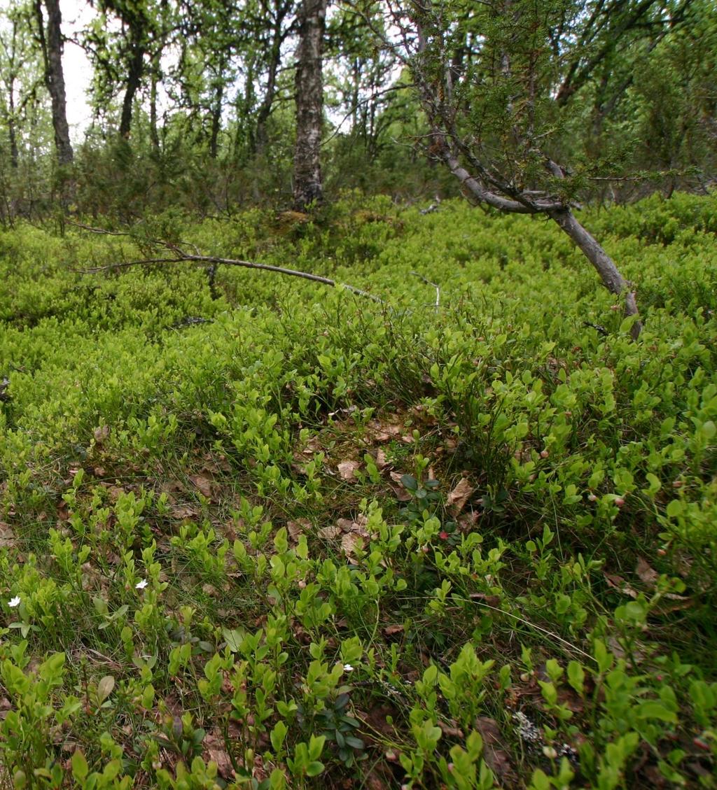 Engskog 46% 45%