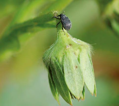 Dei første symptoma er gjerne lyse prikkar på blada, seinare vert blada gråaktige og dekte av spinn. Spinnmidd lever på mange ulike planter, også på ugras.