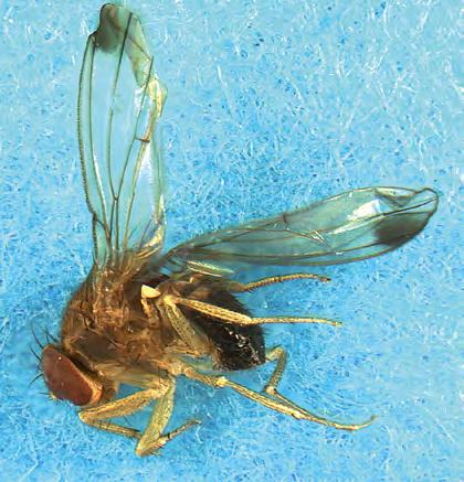 Flekkvingefruktfluge (Drosophila