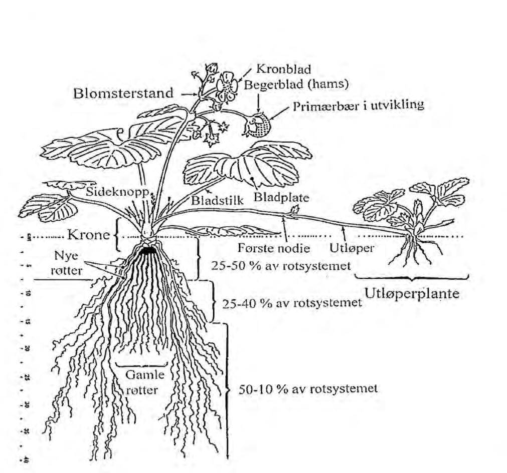Jordbærplanta si oppbygging (Strand 1994) felt kan med fordel plantast minst 300 meter frå eldre felt.