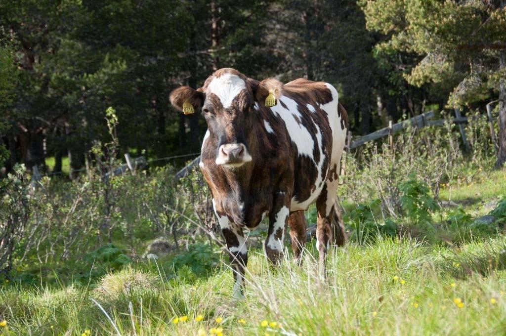 Tabell 2. Årsavdrått for de nasjonale storferasene 2004 2016 og antall årskyr i Kukontrollen 2016. Kilde: Kukontrollen (Tine).