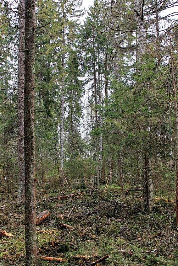 Vurdert mot kravet i skogstandarden, oppfattes kantsonebreddene akseptable. Som gjennomsnitt ligger registrerte kantsonebredder på det nivå som angis i standarden.
