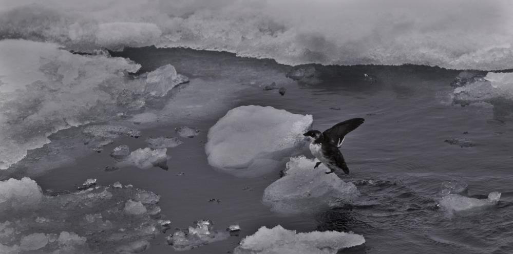 Figur 71. Iskanten er spesielt viktig for en rekke dyrearter. Her alkekonge. (Foto Cathrine Stephansen. Tabell 16.