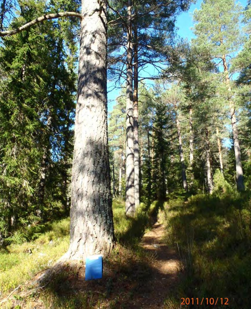 En av de mye brukte stiene SØ i området.