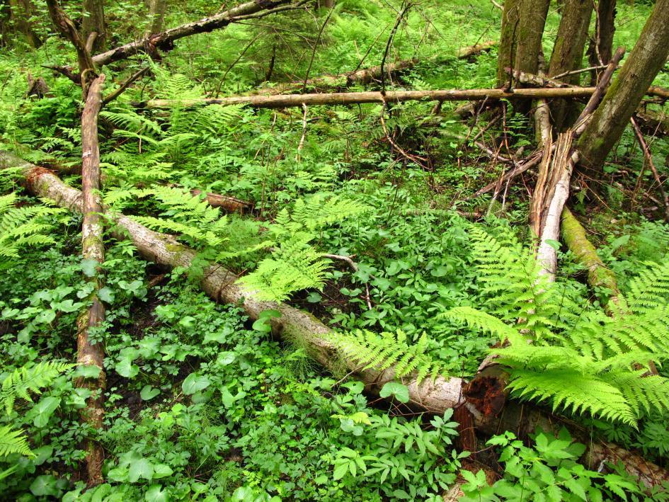 Boreal kildeskog med frodig vegetasjon og noe død ved. Bærum.