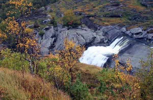 Bekkekløften ligger innenfor nordboreal vegetasjonssone. I forhold til listen over prioriterte mangler ved skogvernet i Norge (Framstad mfl.
