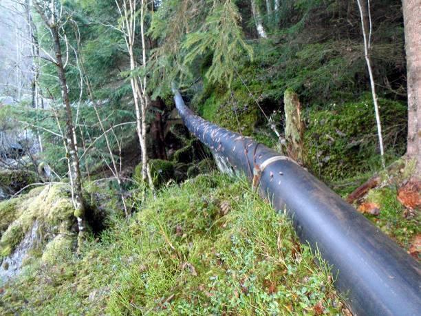 I det meste av bekkekløften dominerer blåbærskogen (A4) med bjørk og i øvre del blir det gradvis mer røsslyng-blokkebærfuruskog.